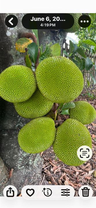 Jackfruit from the tree at the house