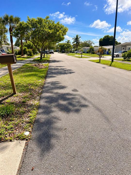 Sunny Palm-Lined Suburban Street
