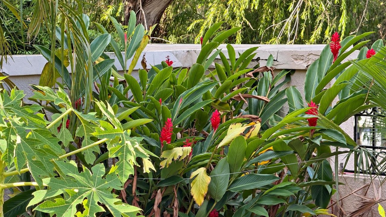 Sunlit estate garden with red flowers-1