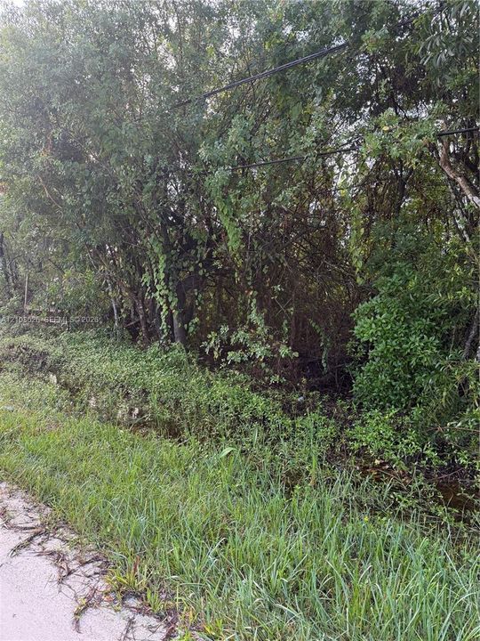 Undeveloped land featuring mature trees and established natural vegetation