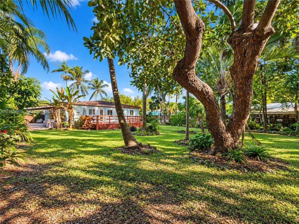 Expansive lawn featuring mature palm and hardwood trees, integrated landscaping, and a raised wooden deck
