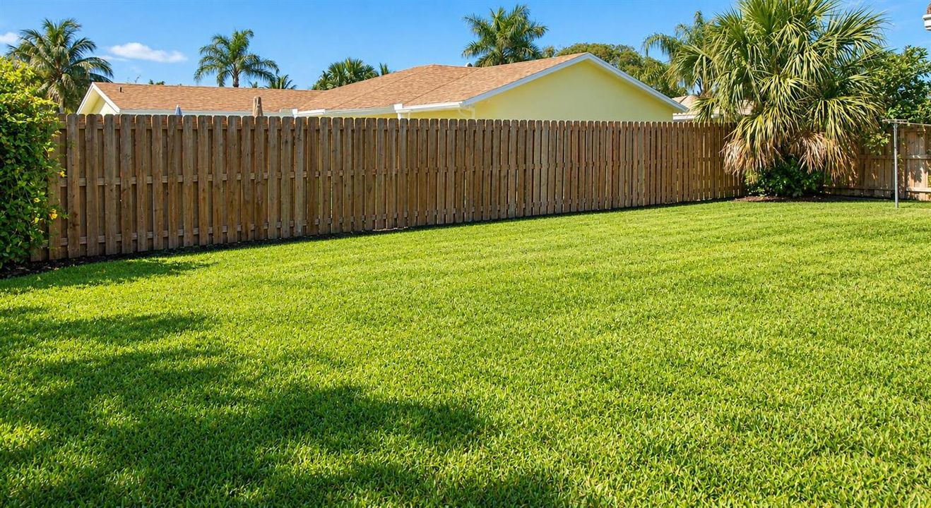 Sunlit Tropical Suburban Backyard