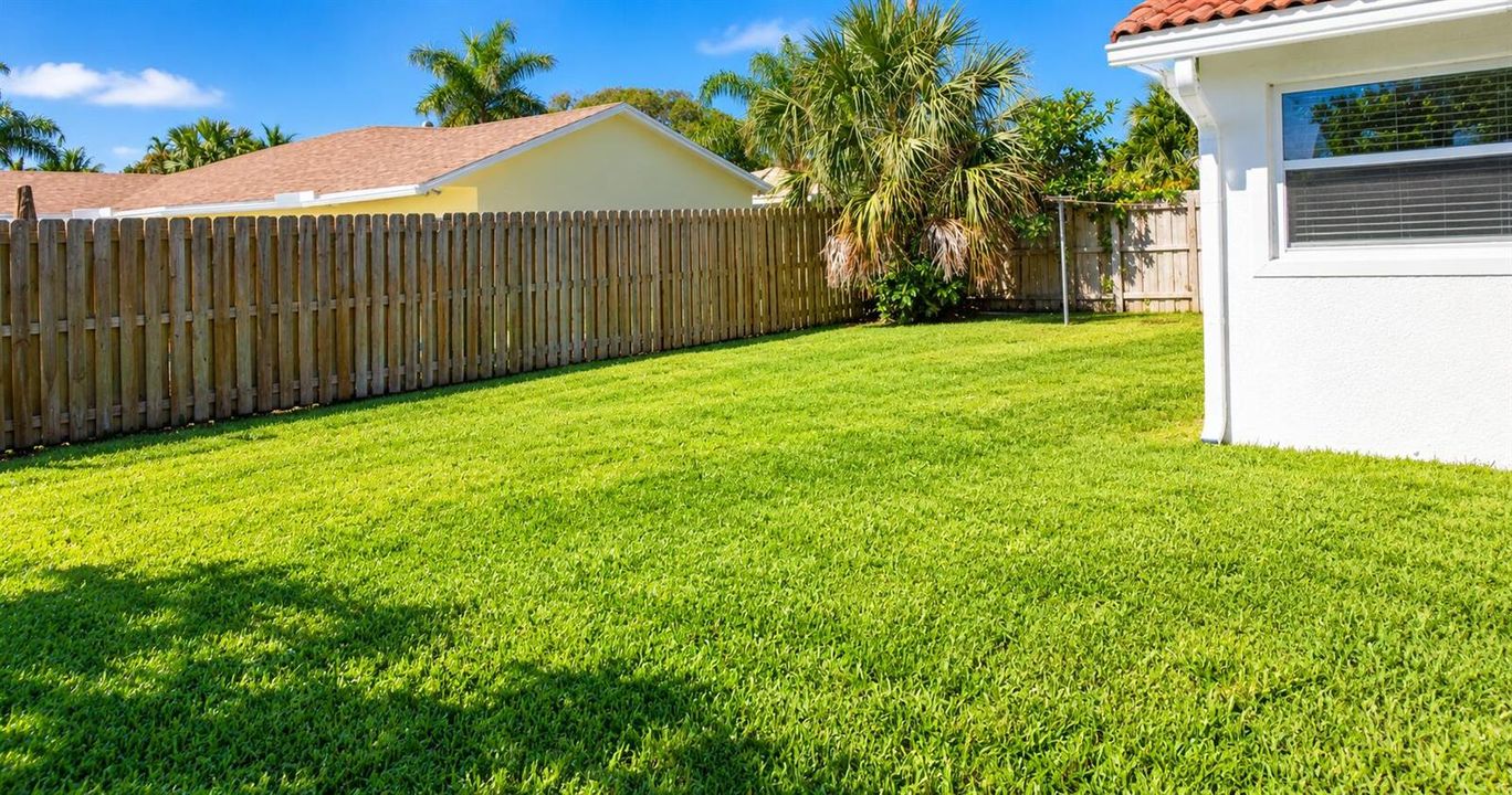 Sunlit Tropical Backyard Lawn