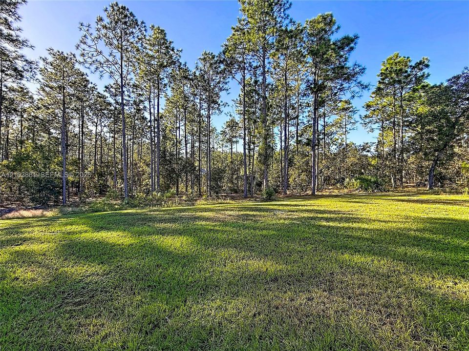 Expansive lot featuring cleared green space and mature pine trees