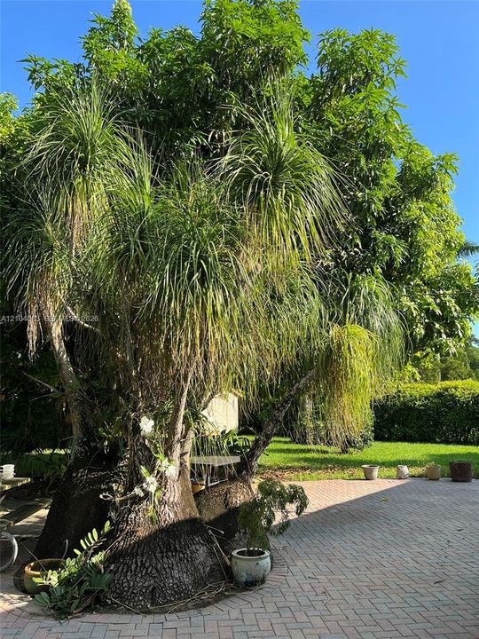 Expansive backyard featuring mature ponytail palms, extensive paver patio, and manicured green space