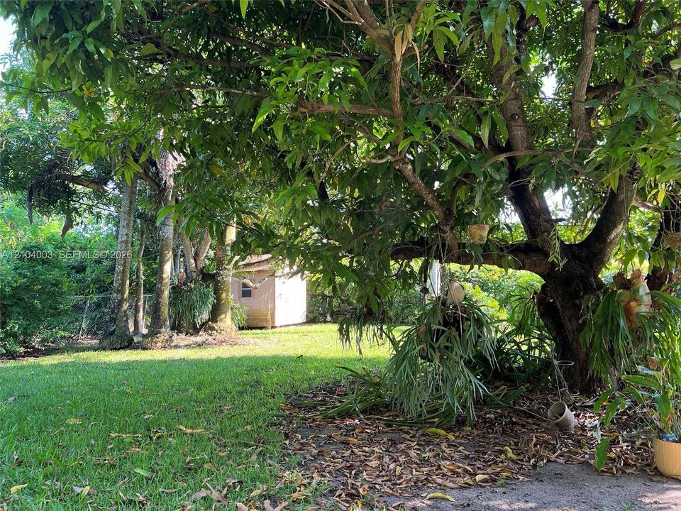 Expansive backyard featuring mature tree canopy, green lawn, and a detached outbuilding