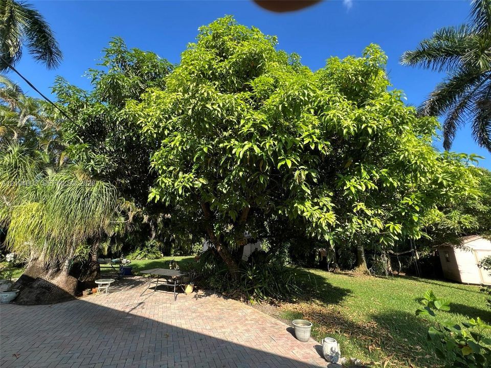Expansive outdoor space featuring a paved brick patio, mature canopy trees, and manicured lawn