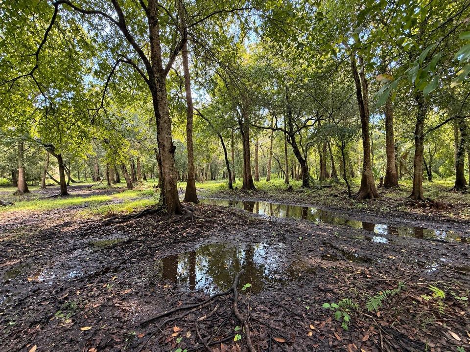 Rain-Washed Woodland Clearing