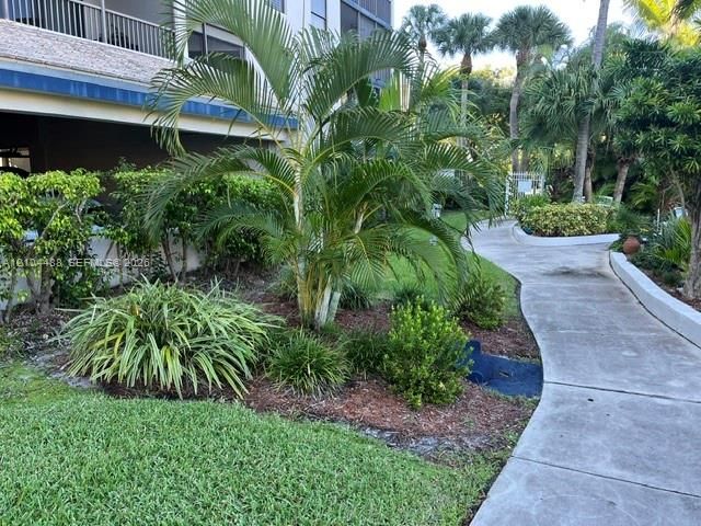 Concrete walkway bordered by mature palm trees, sculpted shrubbery, and mulched landscaping beds
