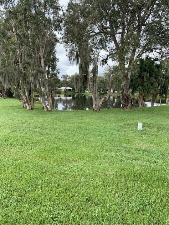 Back yard
