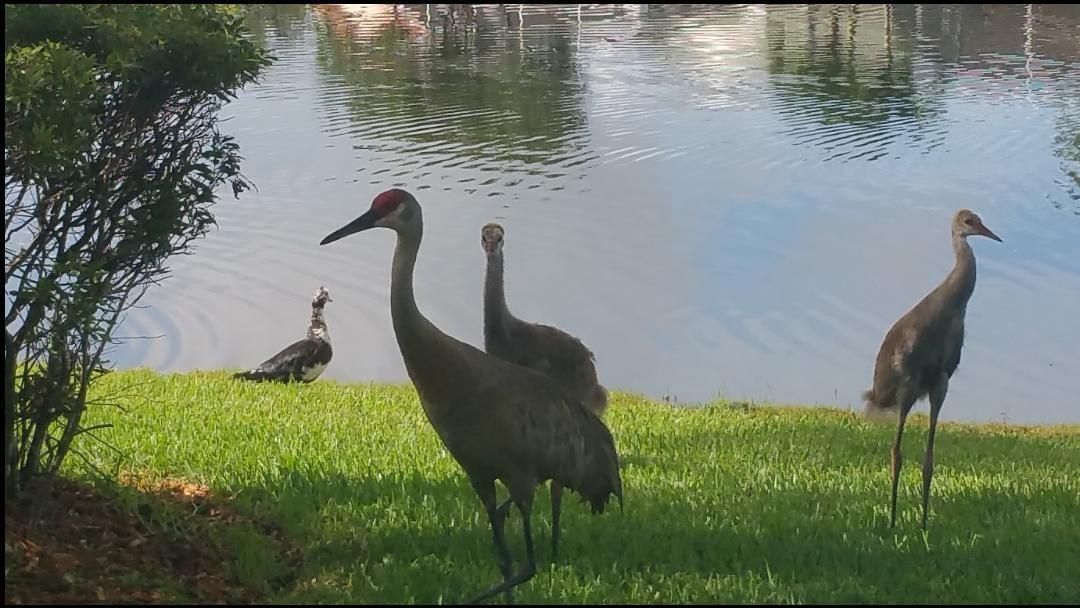 Cranes & Ducks