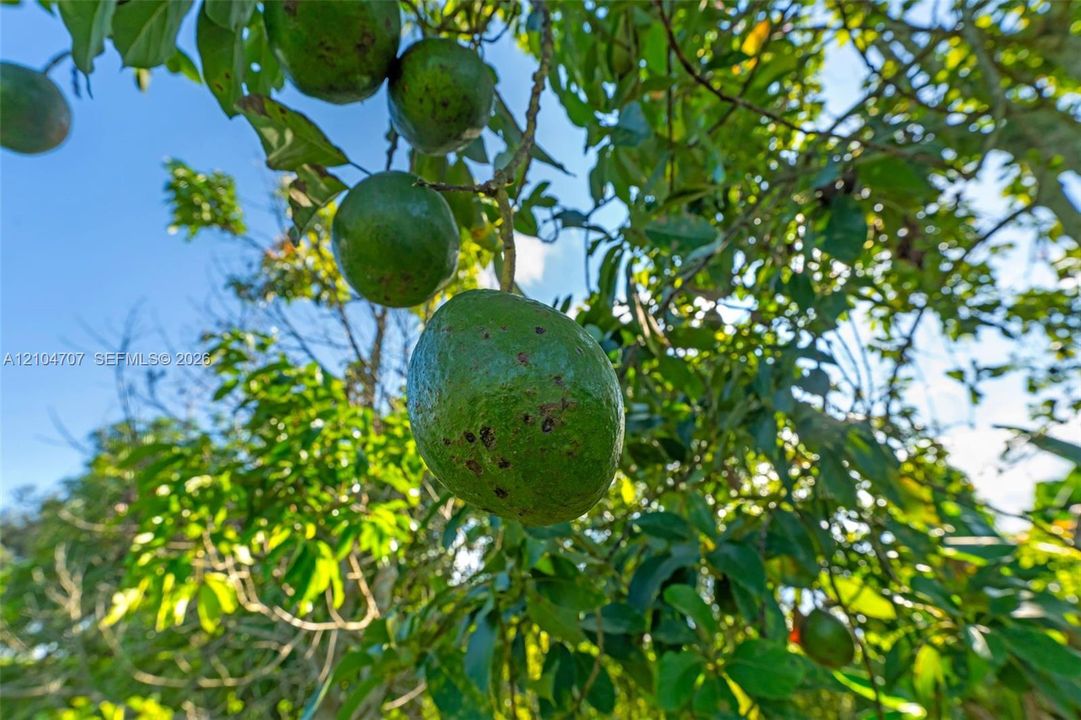 Mature fruit-bearing tree with dense green foliage
