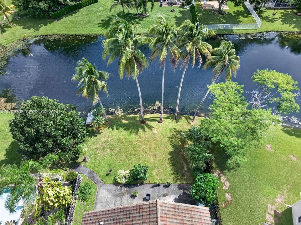Backyard featuring  mature palms, and direct water frontage