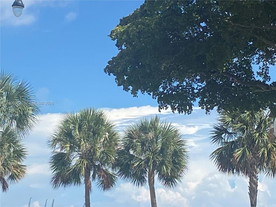 Mature palm trees and sprawling canopy foliage