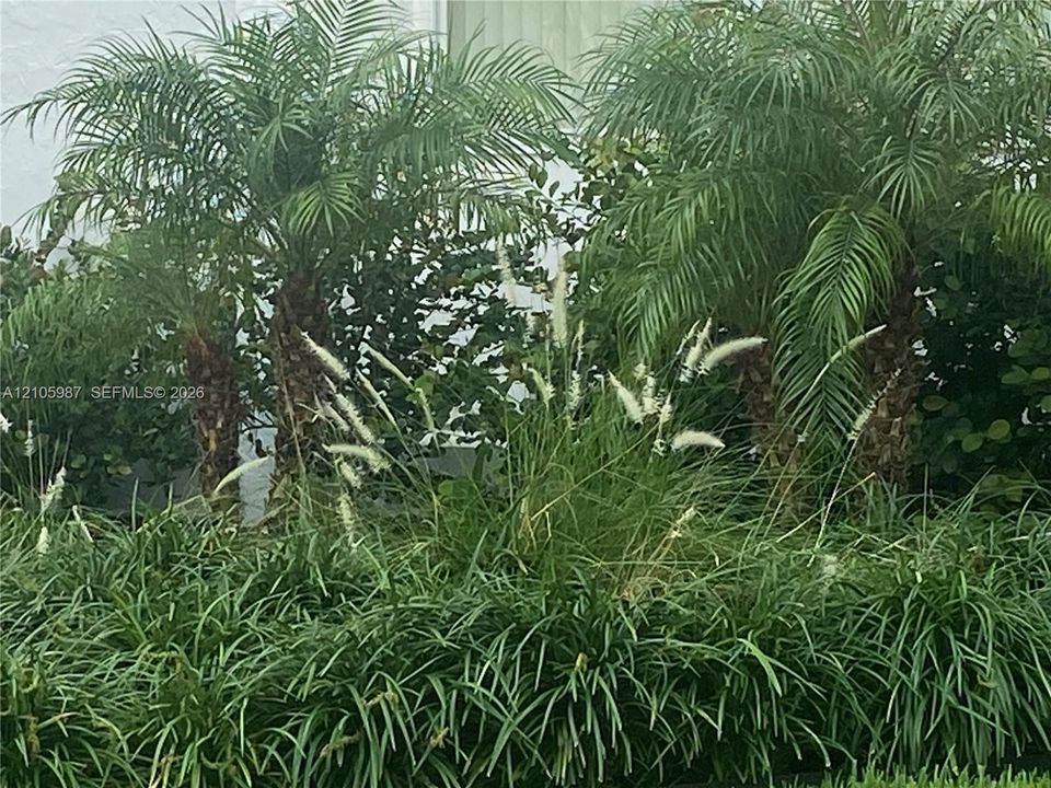 Landscaped exterior featuring mature palm trees, ornamental grasses, and ground cover vegetation