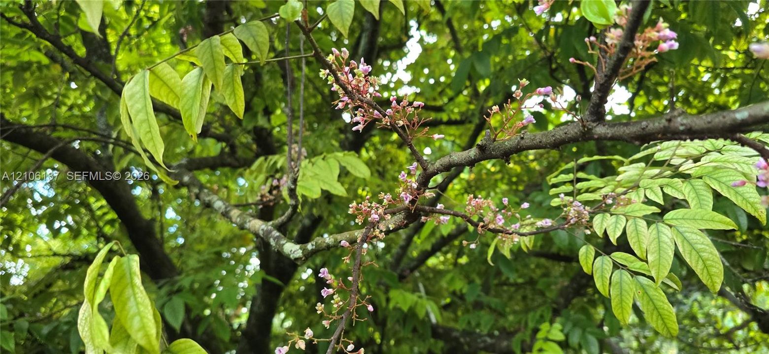 Mature tree featuring vibrant green foliage and delicate floral blossoms