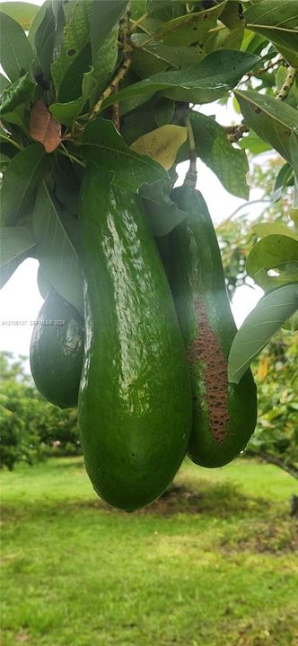 Mature avocado tree featuring green foliage and fruit