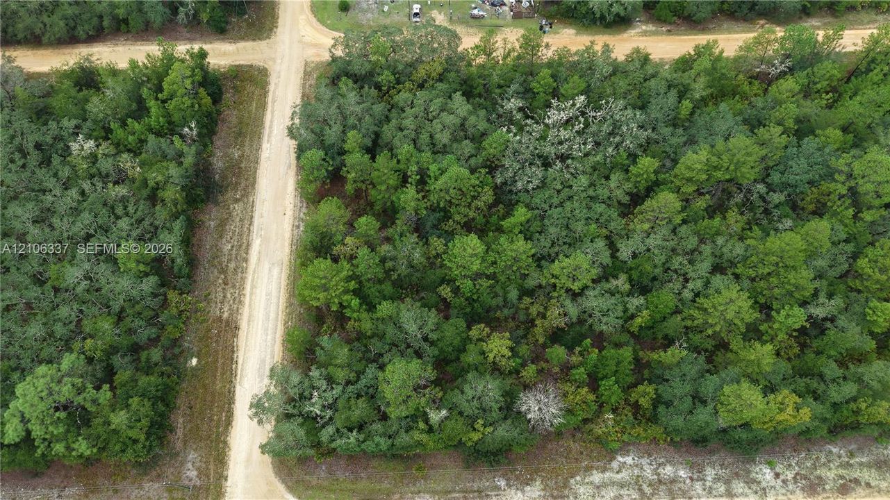 Wooded parcel featuring mature trees, natural vegetation, and unpaved road frontage