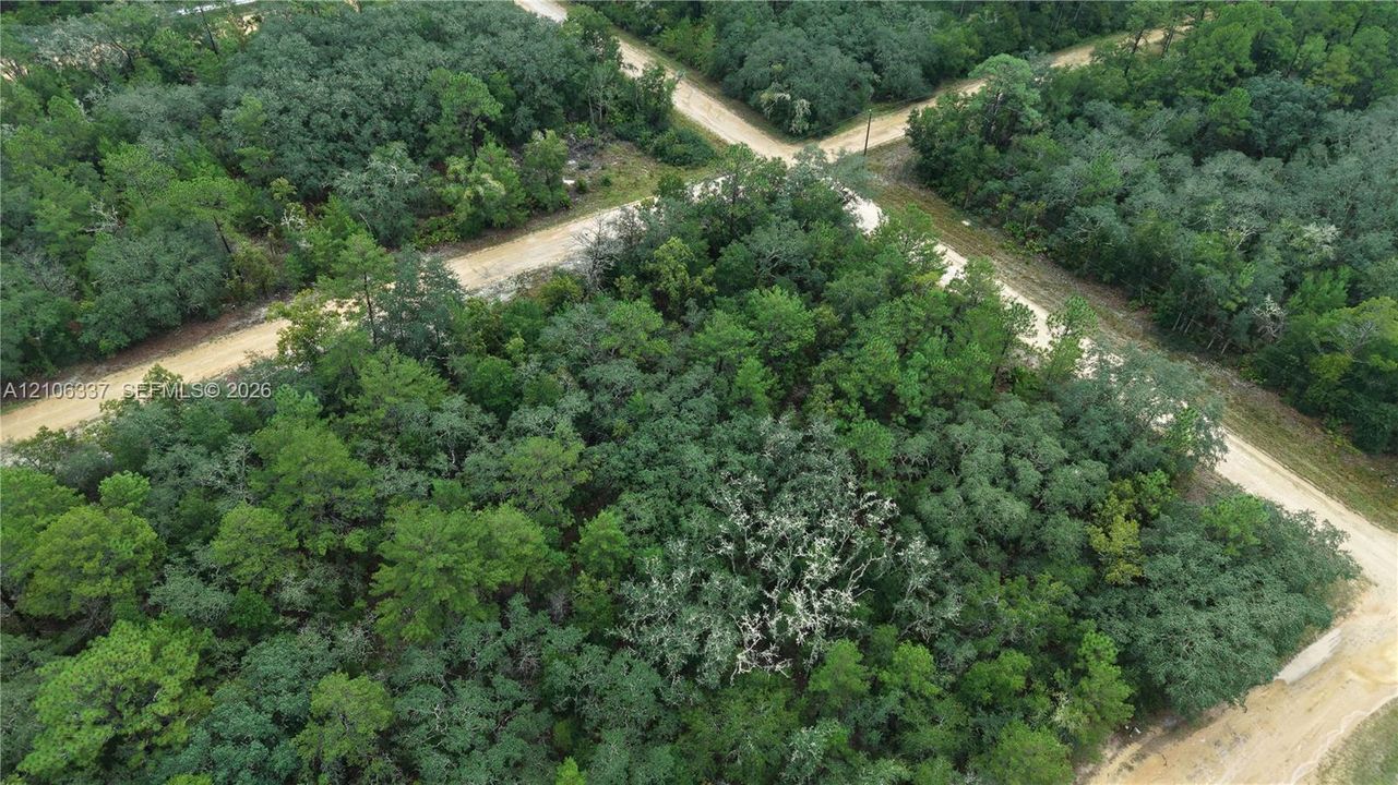 Wooded parcel featuring mature trees, corner lot positioning, and dirt road access