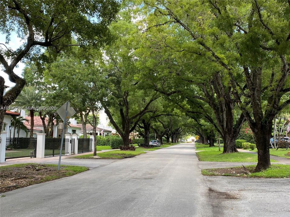 Asphalt thoroughfare lined with mature trees and grass verges