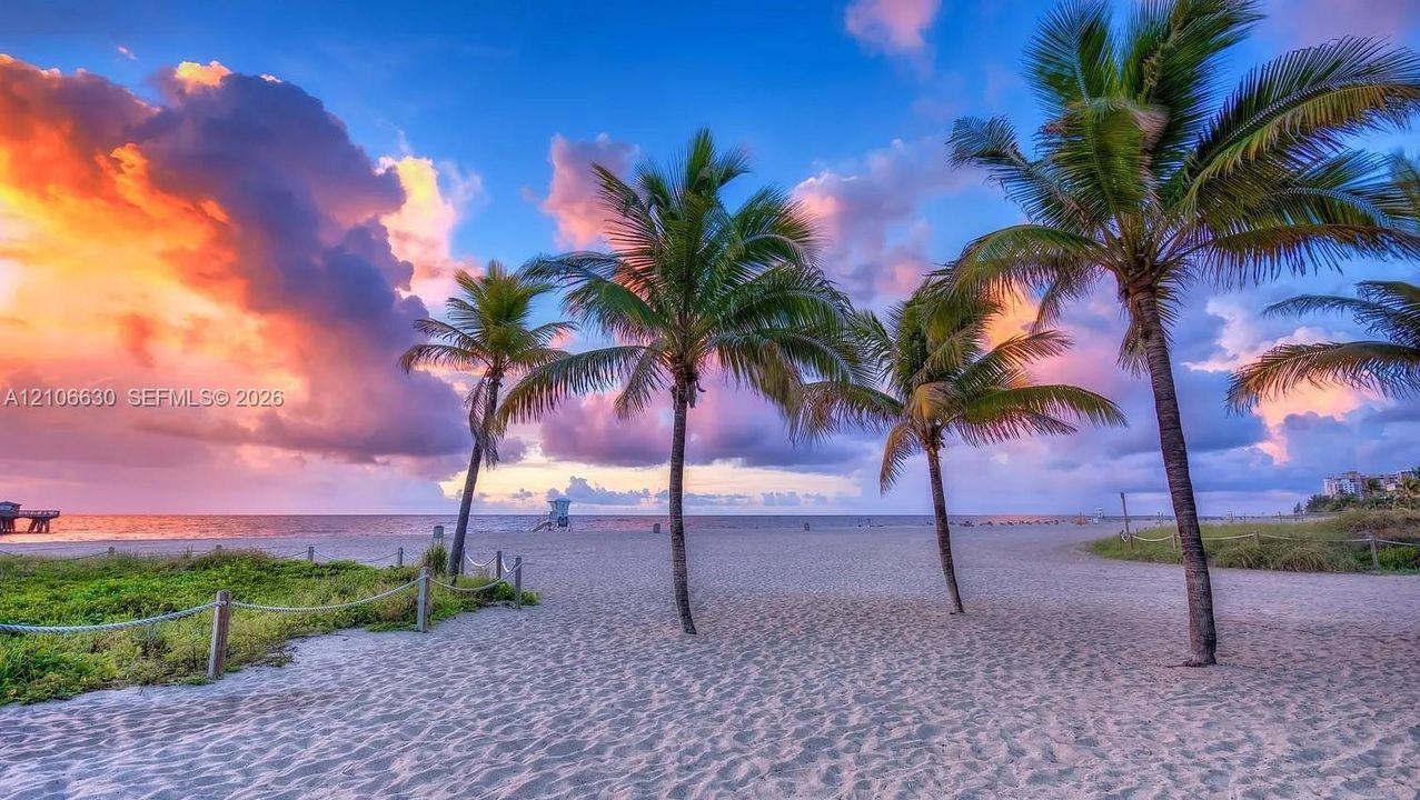 Sandy beach shoreline featuring tropical palm trees and coastal vegetation