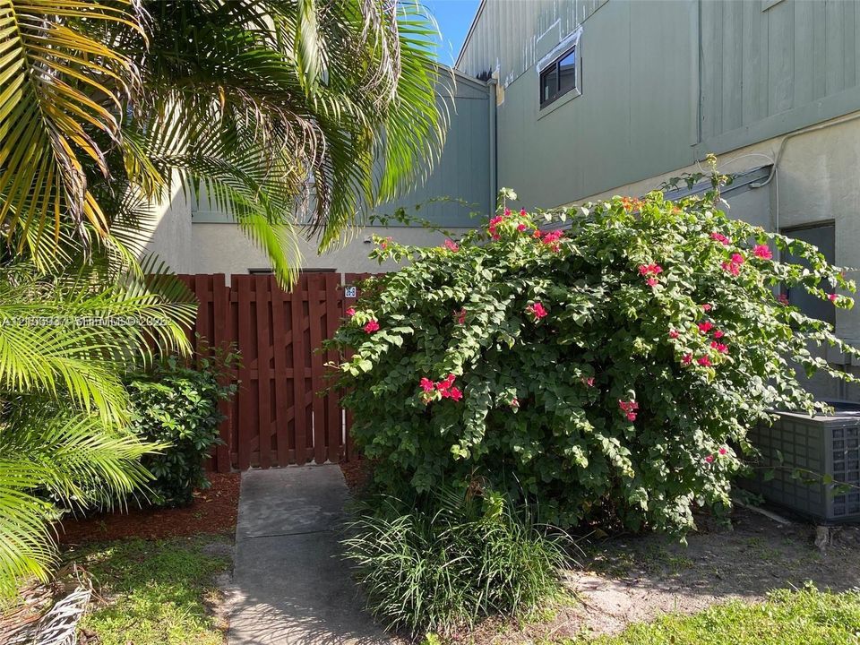 Concrete walkway leading to a vertical wood-plank privacy gate, complemented by established bougainvillea and mature palm foliage