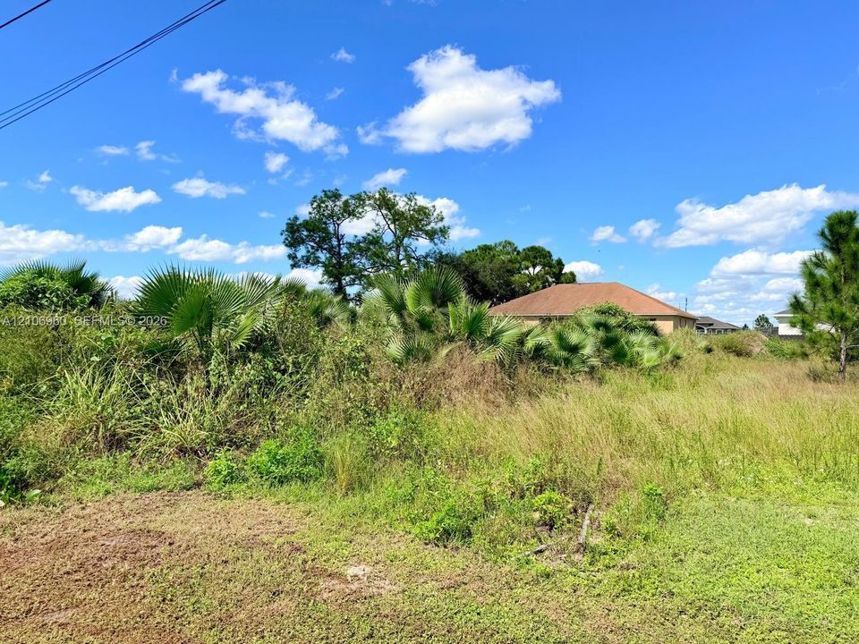Cleared parcel featuring native vegetation, mature palms, and established trees