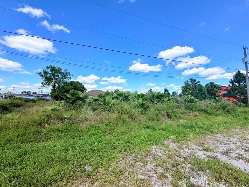 Vacant land parcel featuring native vegetation, mature palm clusters, and cleared ground-level access