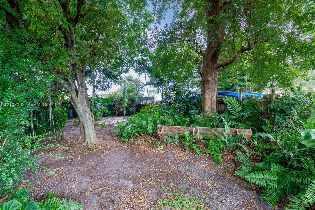 Backyard grounds featuring mature canopy trees, lush tropical vegetation, dense fern clusters, and perimeter wood fencing
