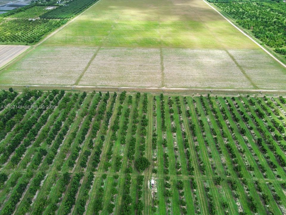 Extensive acreage featuring organized orchard rows, expansive cleared fields, and perimeter access paths