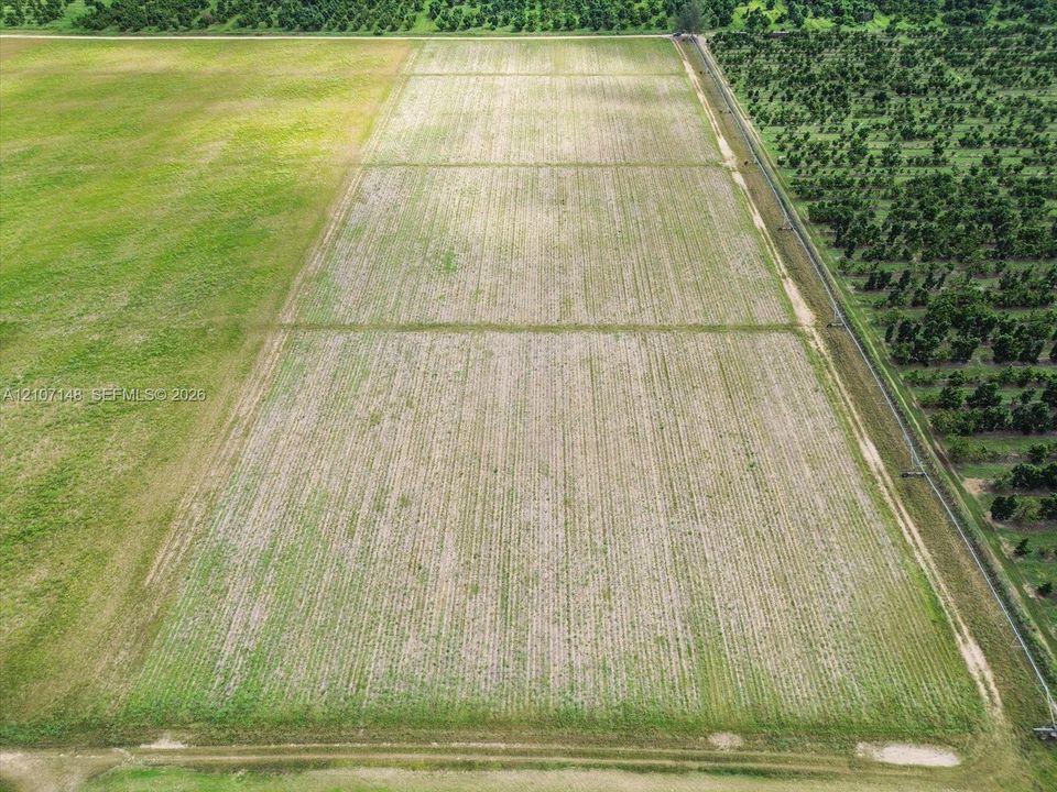 Extensive agricultural acreage featuring cleared rectangular planting rows, bordering mature tree groves, and perimeter access paths