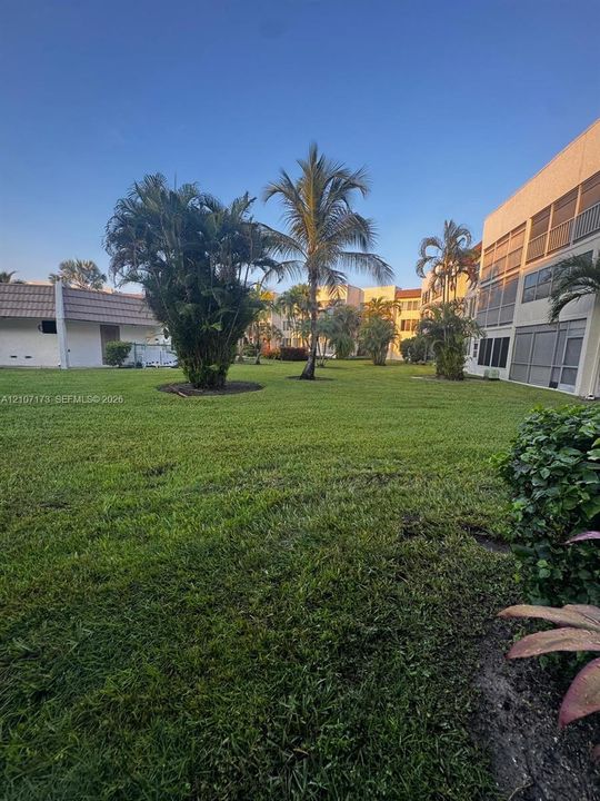 Expansive green space featuring mature palm trees and manicured lawn