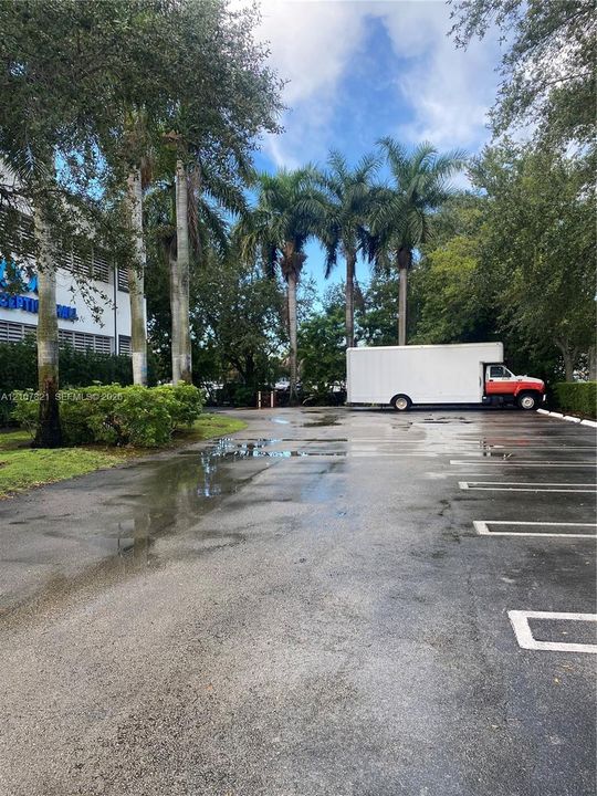 Paved parking area featuring painted stall lines, mature palm trees, and established landscaping