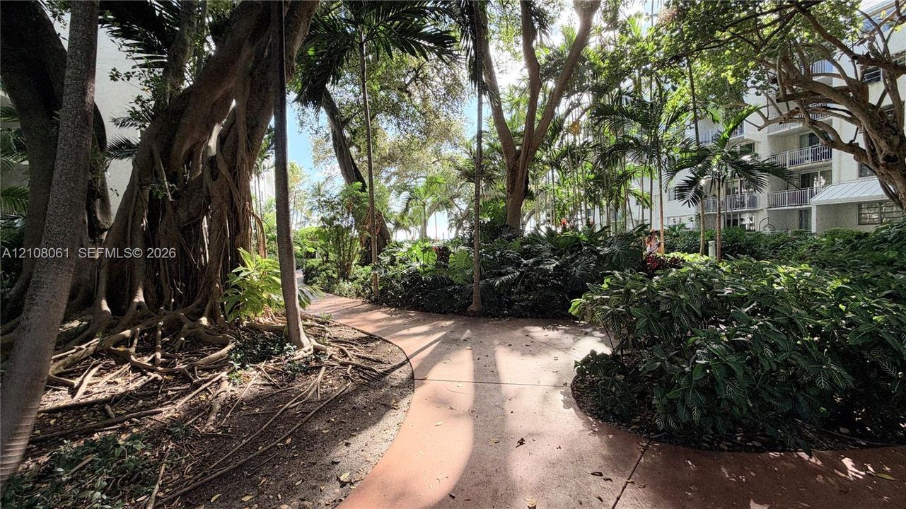 Curved paved pathway surrounded by mature trees, palms, and dense tropical landscaping