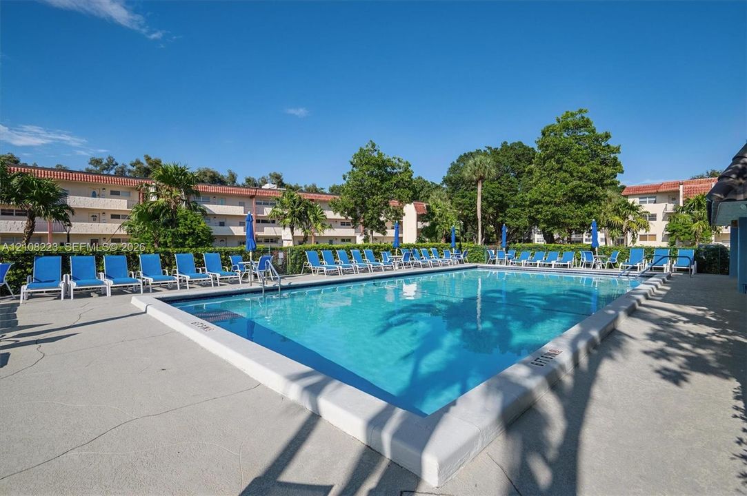 Rectangular in-ground swimming pool with concrete decking, surrounding manicured privacy hedges, and mature palm trees
