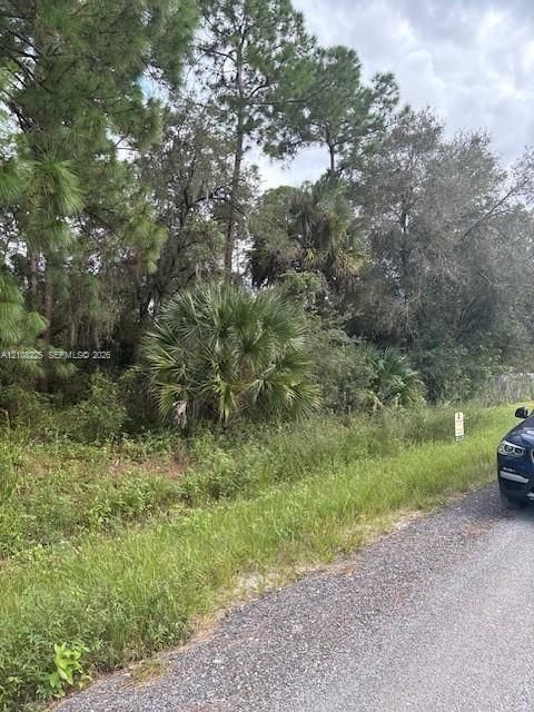 Expansive lot featuring mature pine trees, native palmetto palms, and natural vegetation