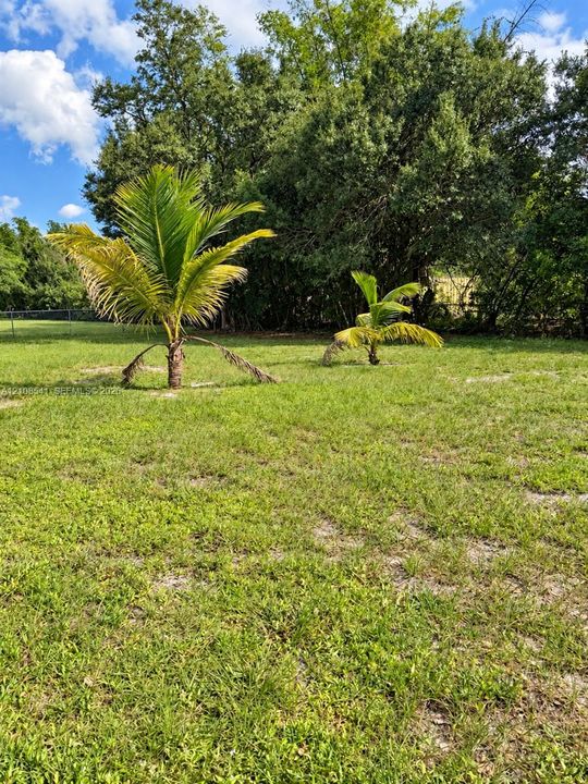 Expansive grassy backyard featuring mature perimeter trees and juvenile palm plantings