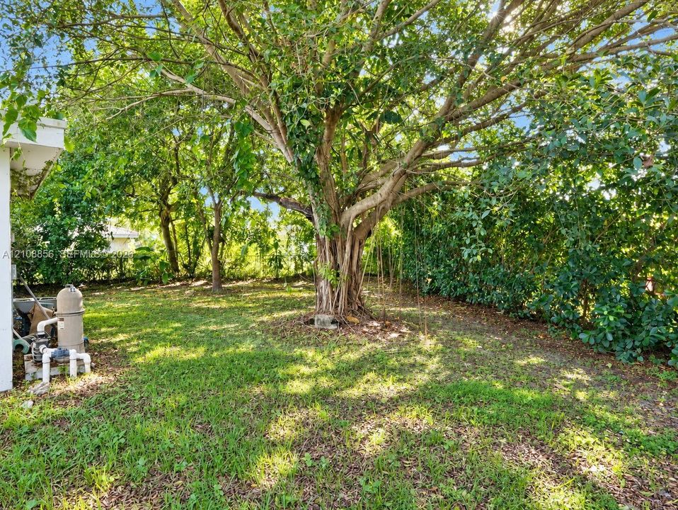 Backyard area featuring mature canopy trees, established hedge greenery, and a pool equipment filtration system