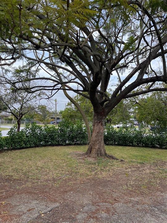Expansive lawn area featuring a mature shade tree and established perimeter hedge landscaping