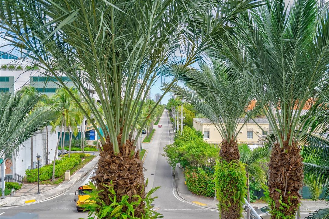 Mature palm trees and urban streetscape with paved thoroughfare and manicured greenery