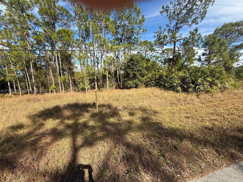 Expansive lot featuring mature pine trees and native vegetation