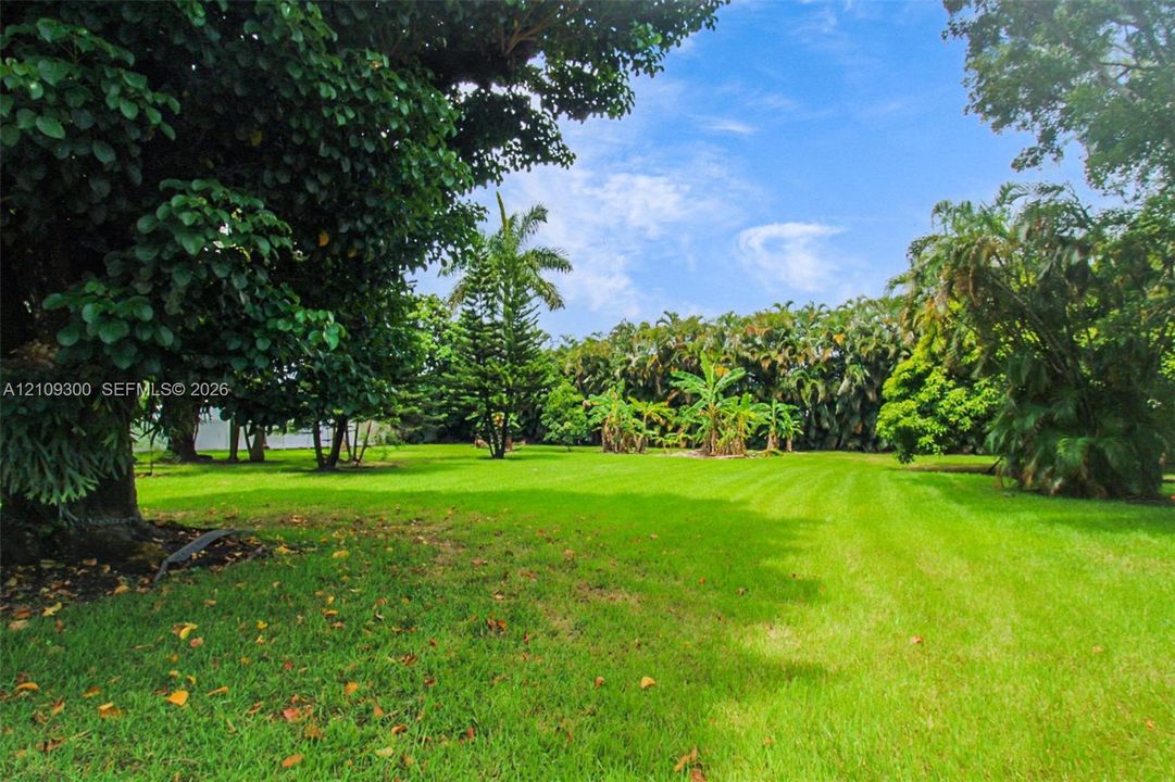 Expansive grounds featuring a manicured lawn, established shade trees, palm trees, and native tropical vegetation