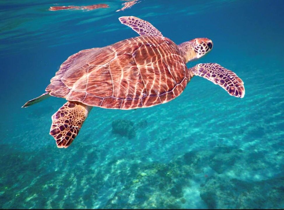 Swim with the turtles
