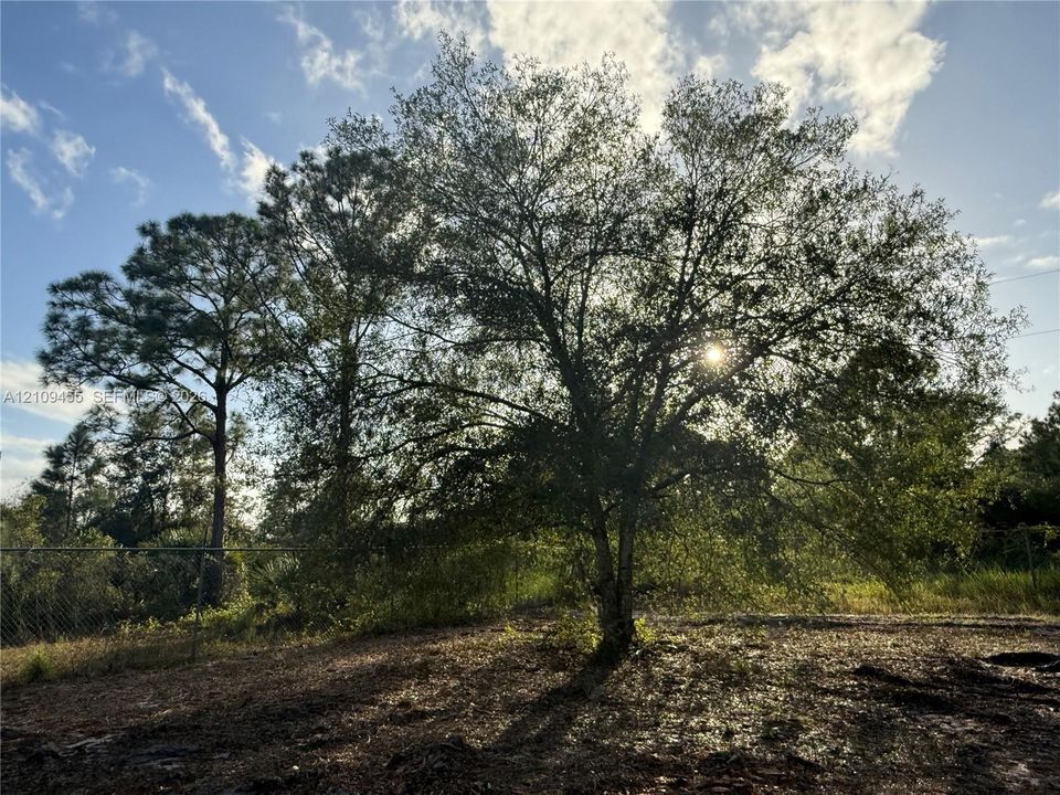 Expansive lot featuring mature hardwood and pine trees and perimeter chain-link fencing