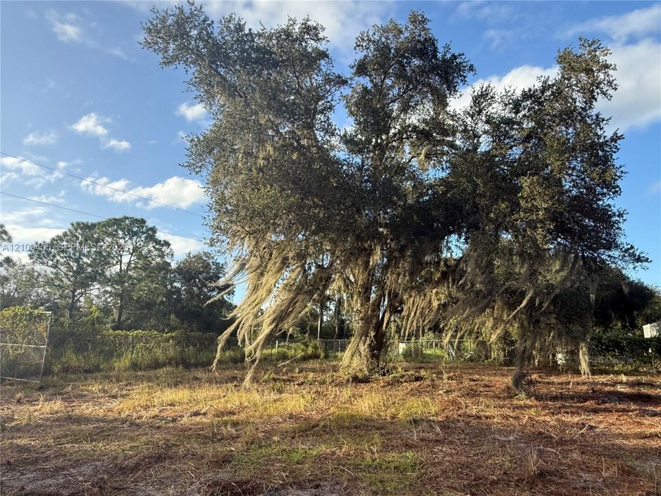 Expansive lot featuring mature canopy trees and natural vegetation