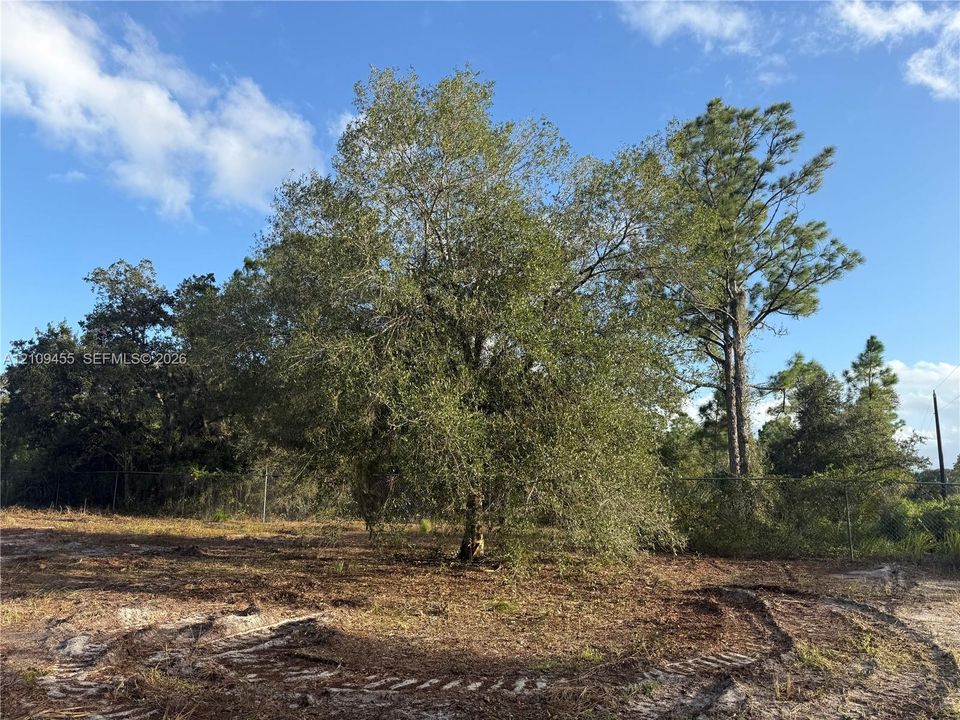 Expansive lot featuring mature hardwood and evergreen trees enclosed by chain-link fencing