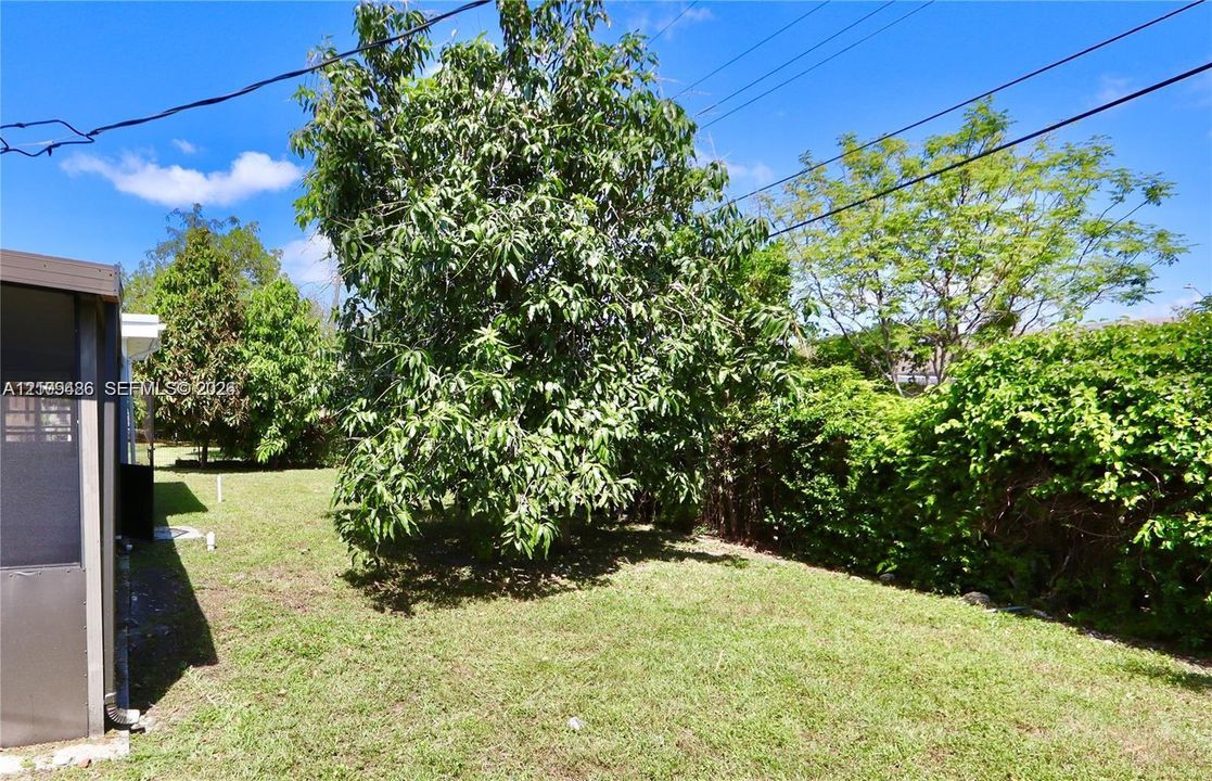 Backyard featuring a grass lawn, mature trees, and dense perimeter hedging