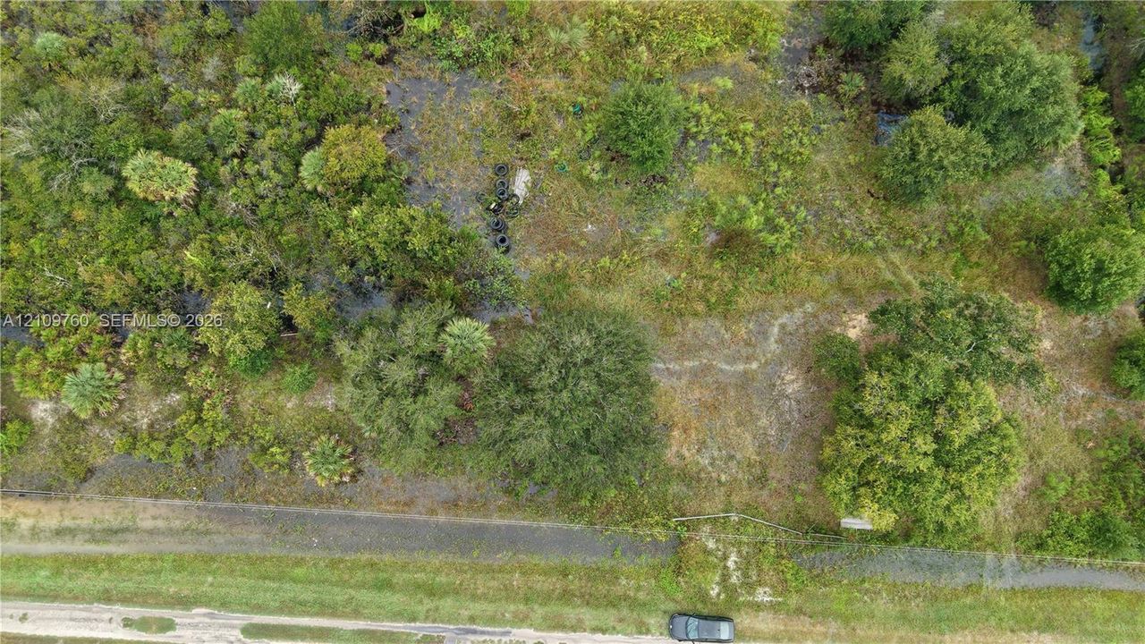 Undeveloped parcel featuring dense native vegetation, mature trees, and a paved road frontage