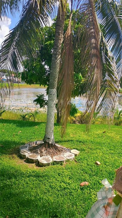 Landscaped grounds featuring a mature palm tree, stone hardscaping, and a pond