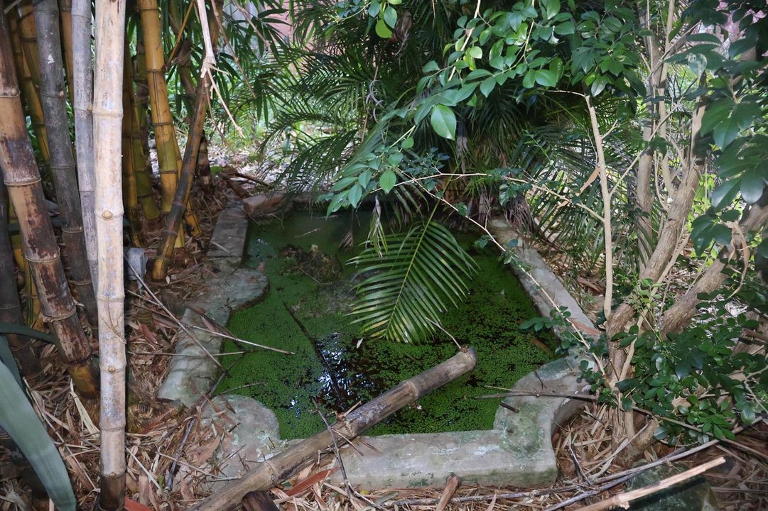 Garden Pond
